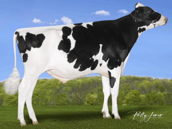 Zijaanzicht van de zwartbonte holstein frysian stier Bigwig