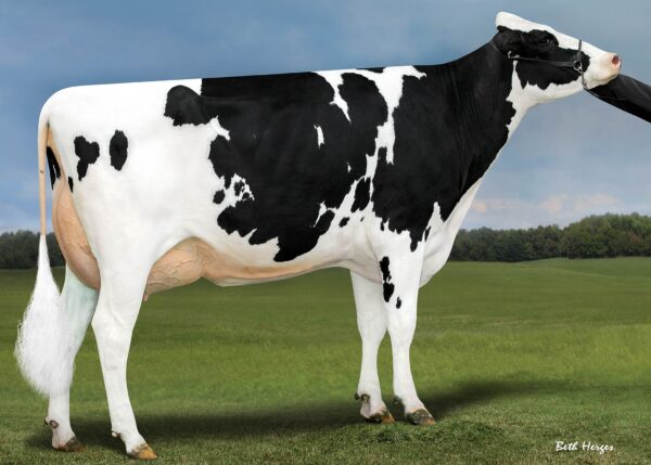 Zijaanzicht van grootmoeder van de zwartbonte holstein frysian stier Brigade