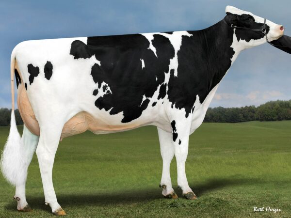 Zijaanzicht van grootmoeder van de zwartbonte holstein frysian stier Brigade