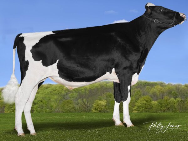Zij aanzicht van de zwartbonte holstein frysian stier Brigade
