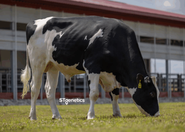 Graasfoto van de zwartbonte holstein frysian stier Bronco