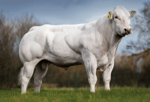 Belgisch blauwe stier Python