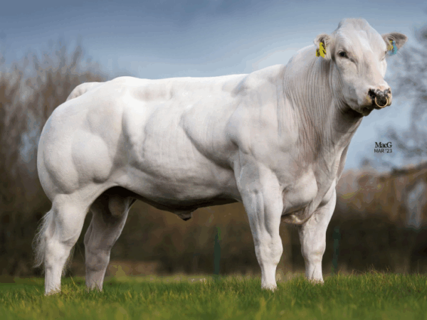 Belgisch blauwe stier Python