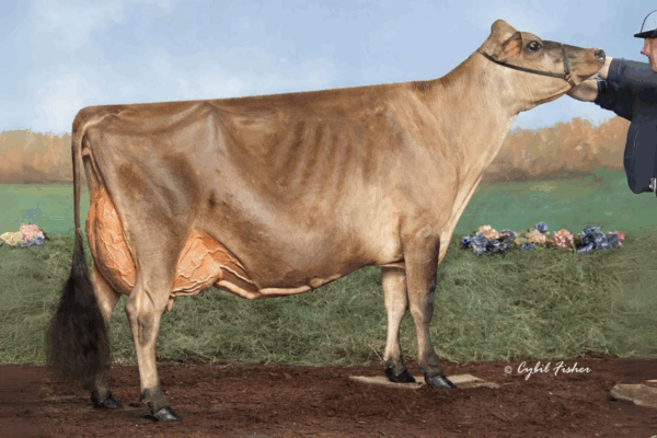 Zijaanzicht van de DAM Avonlea Premier Chocolate Chip EX 96 van de Jersey stier Canadian Club