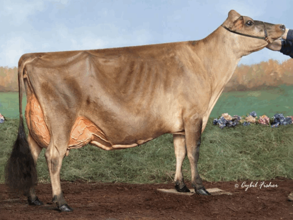 Zijaanzicht van de DAM Avonlea Premier Chocolate Chip EX 96 van de Jersey stier Canadian Club