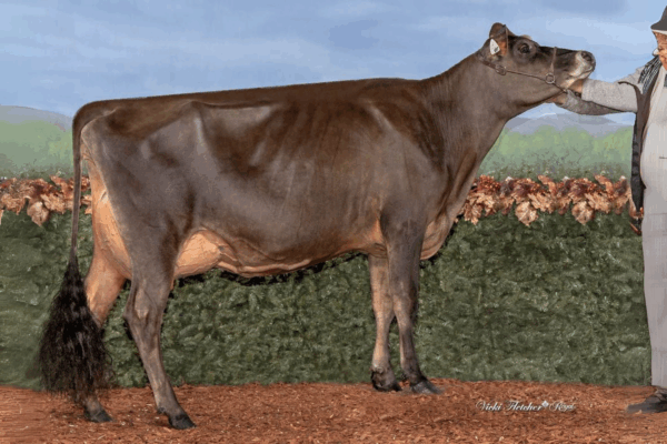 Zijaanzicht van dochter Enniskillen C Club Suzy 697 van de Jersey stier Canadian Club