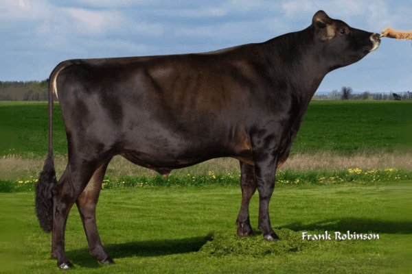 Een zijaanzicht van de Jersey stier Canadian Club