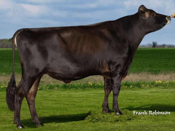 Een zijaanzicht van de Jersey stier Canadian Club