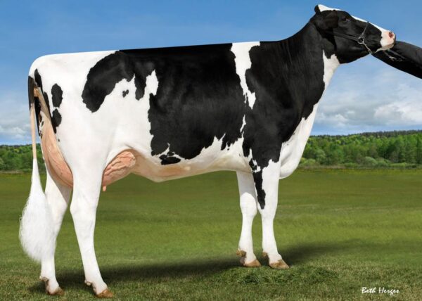 Zijaanzicht van dochter Genosource Bravo van de zwartbonte holstein frysian stier Captain
