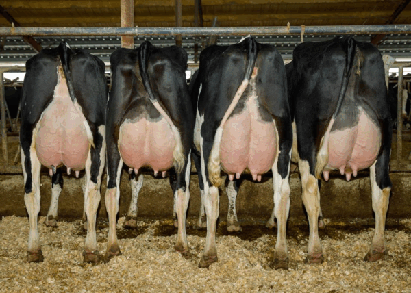 Achteraanzicht van dochters van de zwartbonte holstein frysian stier Captain