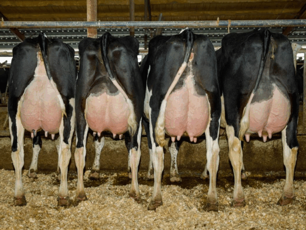 Achteraanzicht van dochters van de zwartbonte holstein frysian stier Captain