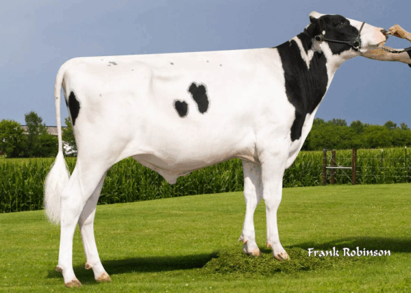 Zijaanzicht van de zwartbonte holstein frysian stier Careful