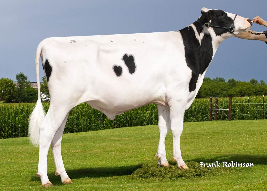 Zijaanzicht van de zwartbonte holstein frysian stier Careful