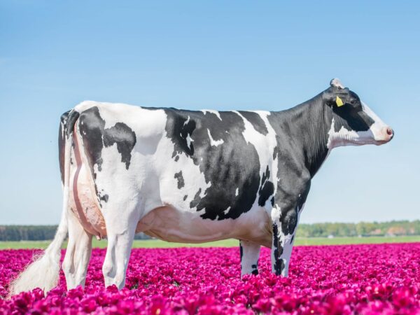 Zijaanzicht van de moeder Drouner KL van de zwartbonte holstein frysian stier Chase