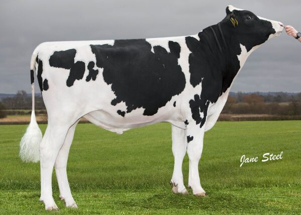 Zijaanzicht van de zwartbonte holstein frysian stier Chase
