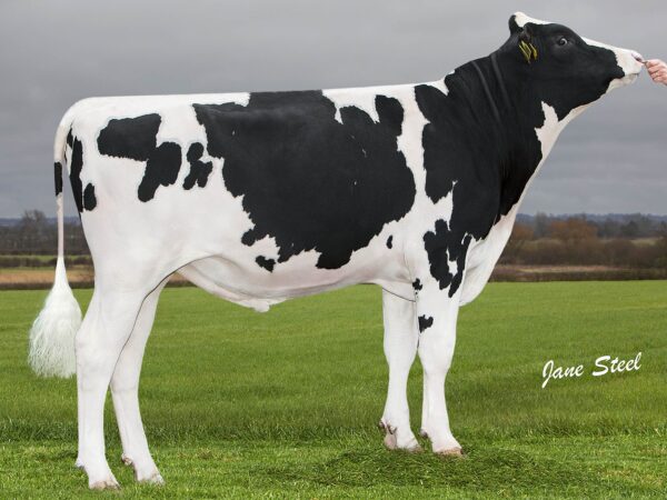 Zijaanzicht van de zwartbonte holstein frysian stier Chase
