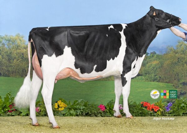 Zijaanzicht van de dochter Capj Chief Oasis van de zwartbonte holstein frysian stier Stantons Chief