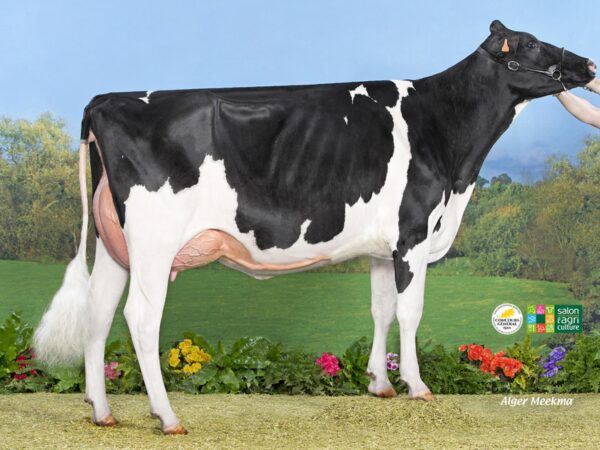 Zijaanzicht van de dochter Capj Chief Oasis van de zwartbonte holstein frysian stier Stantons Chief