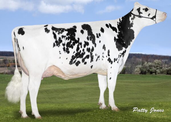 Zijaanzicht van de moeder Rockymountain Uno Cheyanne van de zwartbonte holstein frysian stier Stantons Chief