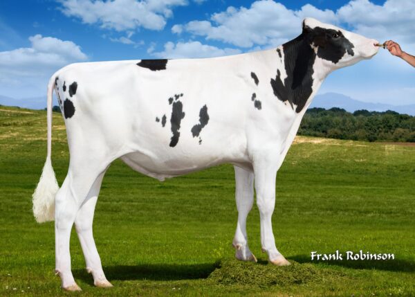Zijaanzicht van de zwartbonte holstein frysian stier Stantons Chief