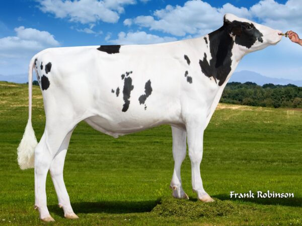 Zijaanzicht van de zwartbonte holstein frysian stier Stantons Chief