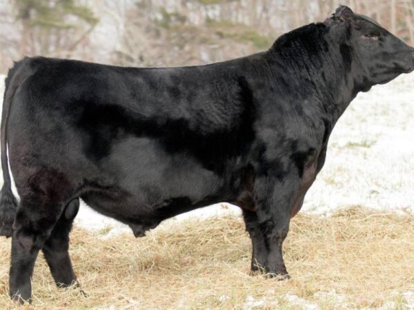 Black Angus stier Chieftain