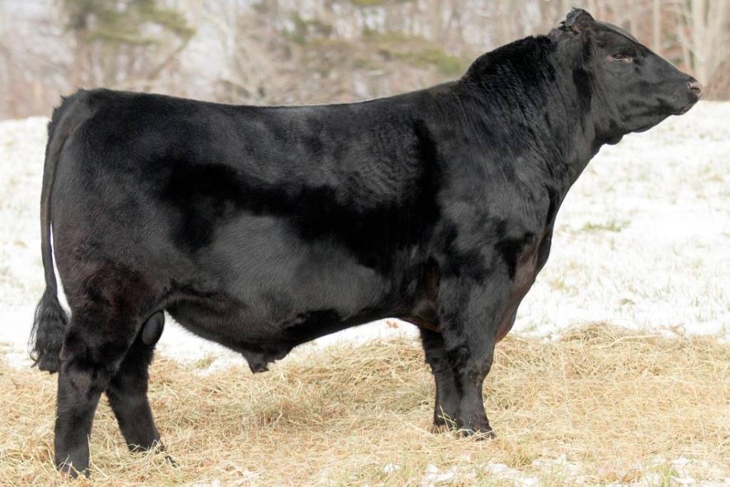 Black Angus stier Chieftain