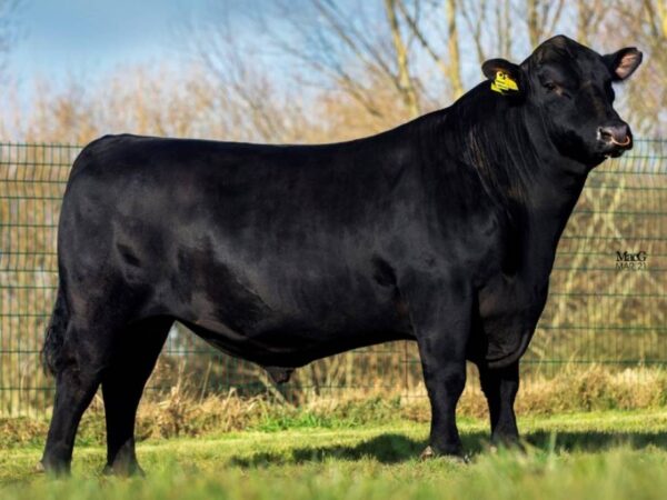 Black Angus stier Cracker