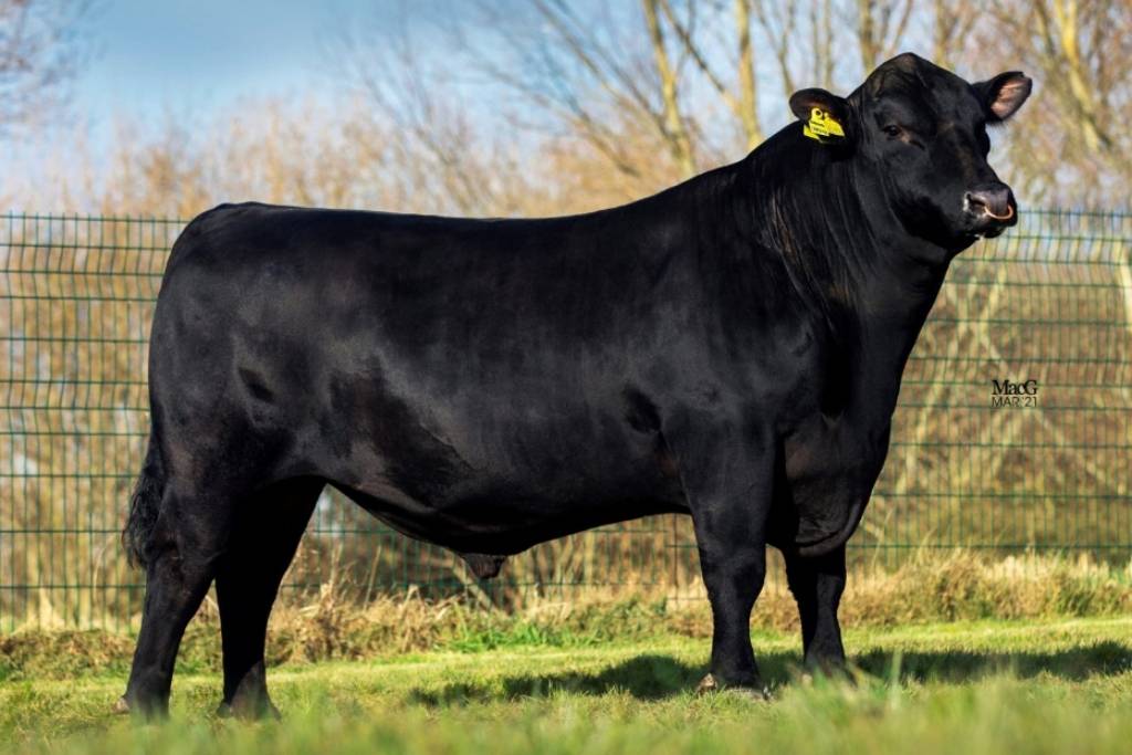 Black Angus stier Cracker