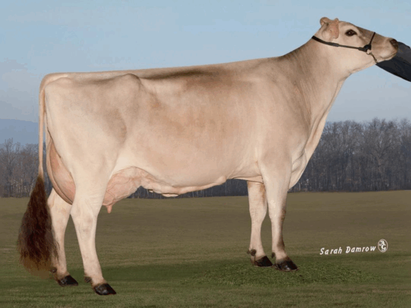 Zijaanzicht van de MGGD Hilltop Acres V Dolly-ET van de Brown Swiss stier Dairy King