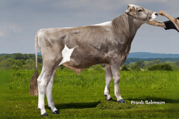 Zijaanzicht van de Brown Swiss stier Dairy King