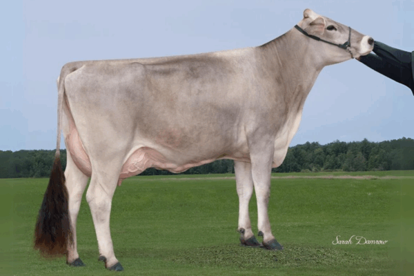 Zijaanzicht van de Dam Hilltop Acres Pay Dairy Queen van de Brown Swiss stier Dairystar