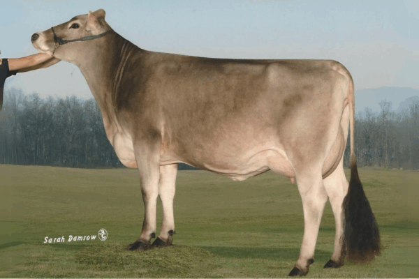 Zijaanzicht van de MGD Hilltop Acres Bk Dora ET van de Brown Swiss stier Dairystar