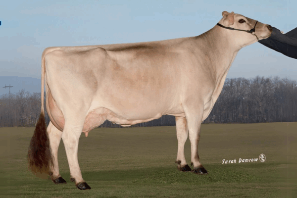 Zijaanzicht van de MGGD Hilltop Acres V Dolly-ET van de Brown Swiss stier Dairystar
