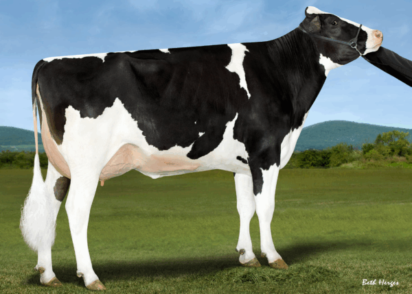 Zijaanzicht van de moeder van de zwartbonte holstein frysian stier C-Haven Positive Deluxe