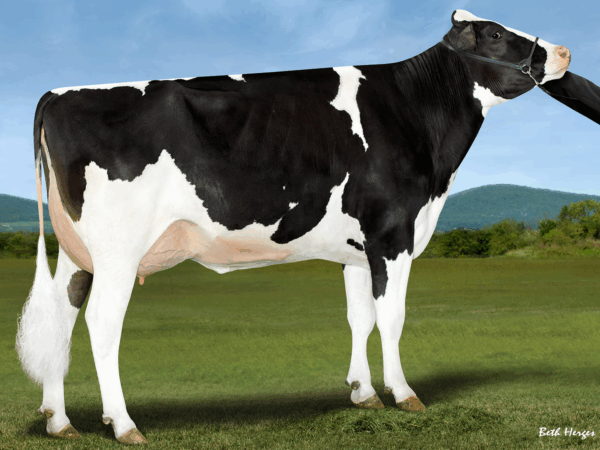 Zijaanzicht van de moeder van de zwartbonte holstein frysian stier C-Haven Positive Deluxe