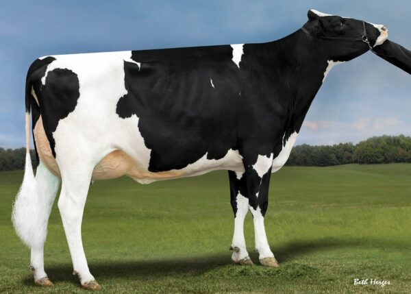 Zijaanzicht van de grootmoeder Dreaming Big ET van de zwartbonte holstein frysian stier Drumroll