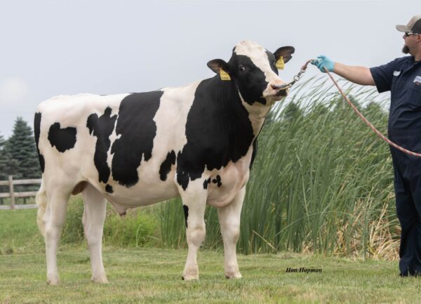 Weidefoto van de zwartbonte holstein frysian stier Drumroll