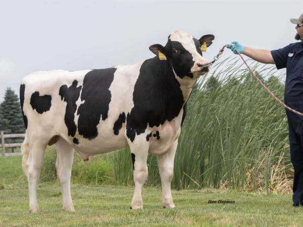 Weidefoto van de zwartbonte holstein frysian stier Drumroll
