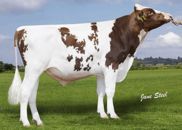 Zijaanzicht van de roodbonte holstein frysian stier Emerson-Red