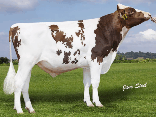 Zijaanzicht van de roodbonte holstein frysian stier Emerson-Red