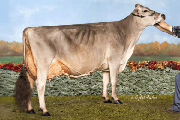 Zijaanzicht van de Dam Brown Heaven Glenn Fantasy EX-97 van de Brown Swiss stier Famous