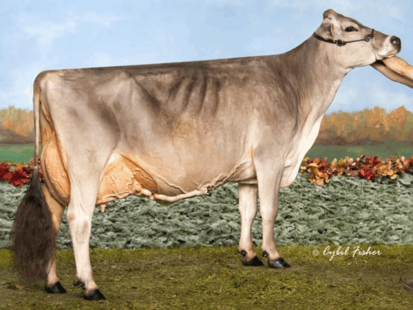 Zijaanzicht van de Dam Brown Heaven Glenn Fantasy EX-97 van de Brown Swiss stier Famous