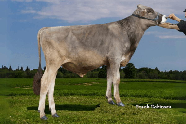 Zijaanzicht van de Brown Swiss stier Famous