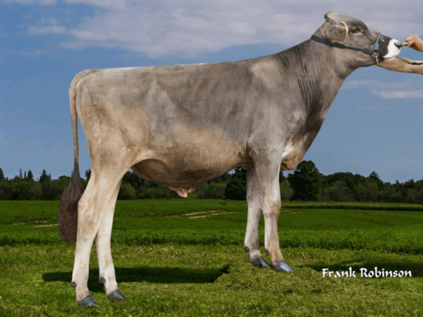 Zijaanzicht van de Brown Swiss stier Famous