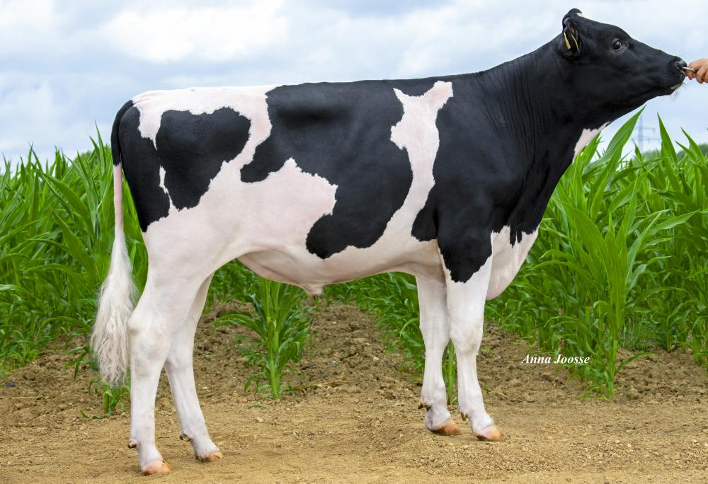 Zijaanzicht van de zwartbonte holstein frysian stier Mirak
