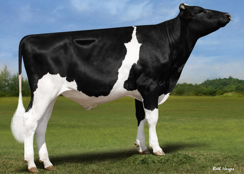 Zijaanzicht van de zwartbonte holstein frysian stier Hank Aaron