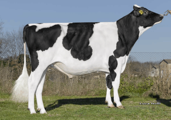 Zijaanzicht van de zwartbonte holstein frysian stier Hazelman