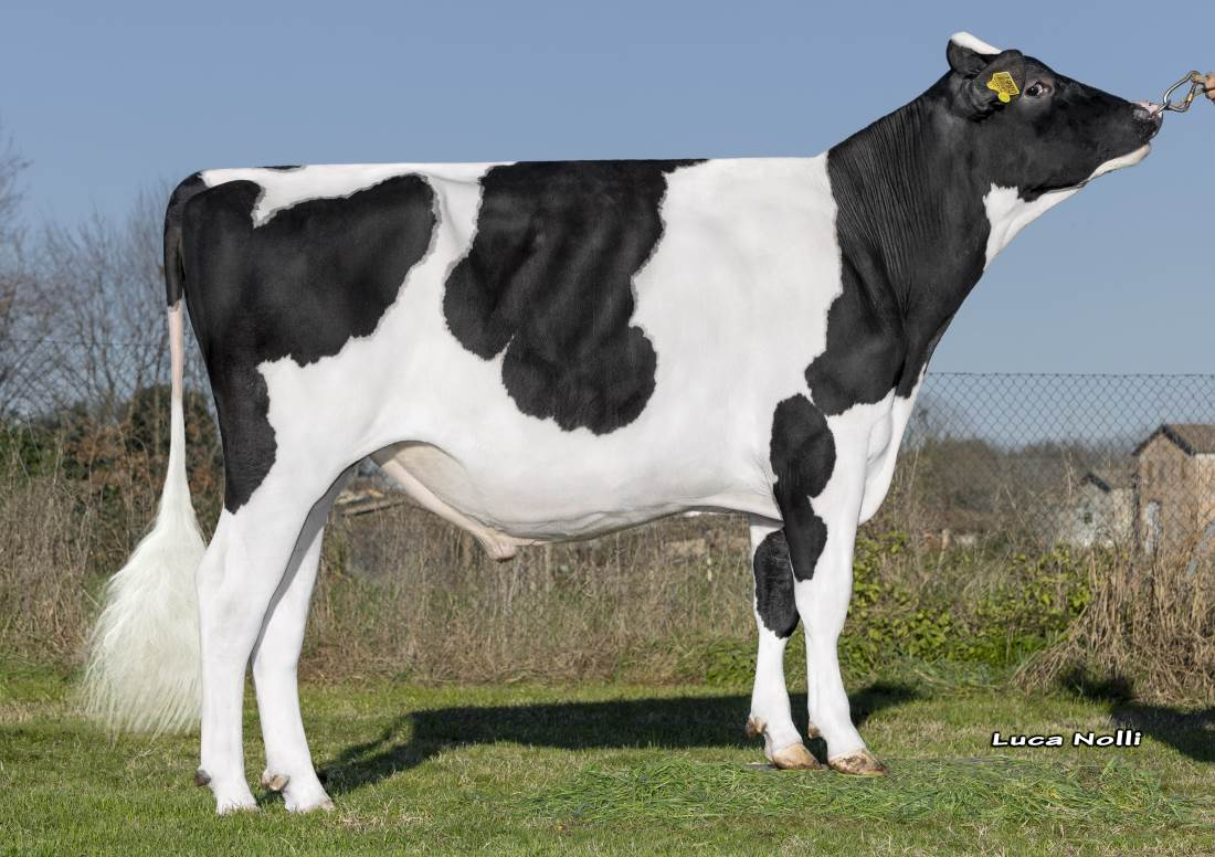 Zijaanzicht van de zwartbonte holstein frysian stier Hazelman