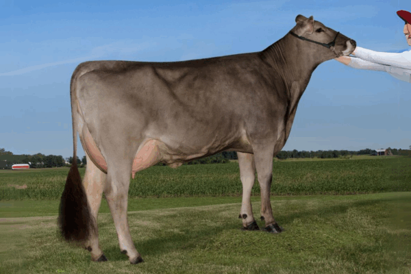 Zijaanzicht van de Dam Nor-Bert Biver Sassy van de Brown Swiss stier Herren